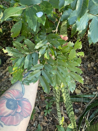 Millettia grandis, photograph 2