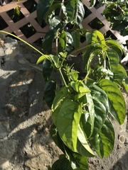 Bignonia corymbosa