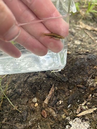 Heterandria formosa