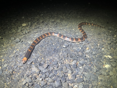 Cape York Shovel-nosed Snake