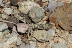 Trimerotropis occidentalis