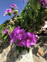 Bignonia corymbosa