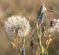 Tragopogon tanaiticus