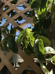 Bignonia corymbosa