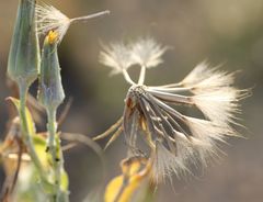 Tragopogon tanaiticus