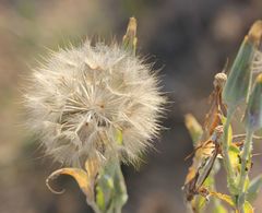 Tragopogon tanaiticus