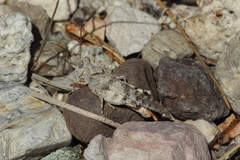 Trimerotropis occidentalis