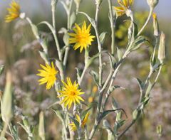 Tragopogon tanaiticus
