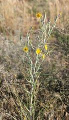 Tragopogon tanaiticus