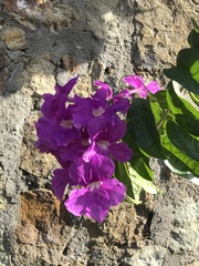 Bignonia corymbosa