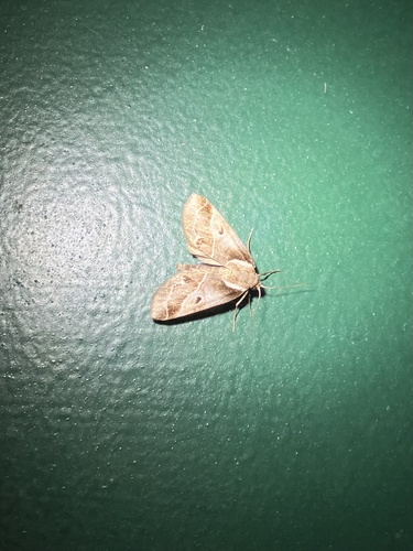 Doubleday's Baileya Moth photo 3