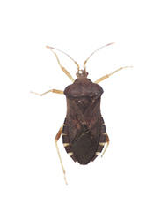 Anasa scorbutica