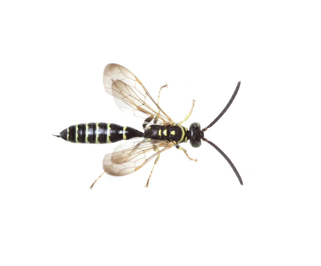 Thynnid and Chyphotid Wasps