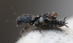 Ellipes minuta