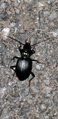 Nebria kratteri