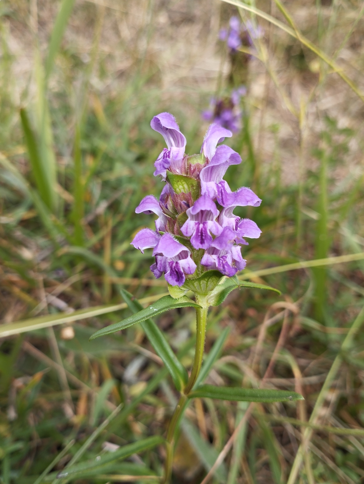 Hyssop-Leaved Self-Heal (Prunella hyssopifolia)