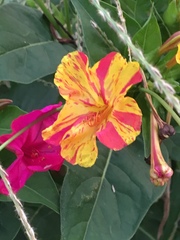 Mirabilis jalapa