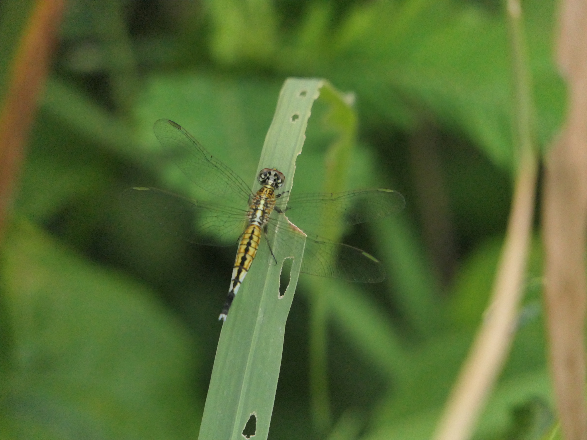 Trumpet-Tail