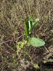 Alysicarpus ovalifolius