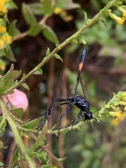 Ammophila urnaria