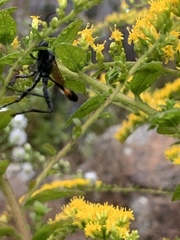 Ammophila urnaria