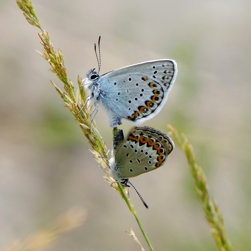 Northern Blue, Hard, Österreich, photo 10 of 10