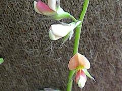 Alysicarpus ovalifolius