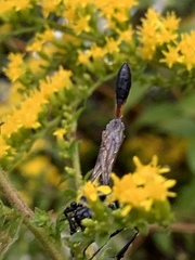 Ammophila urnaria