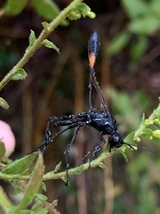 Ammophila urnaria