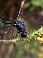 Ammophila urnaria