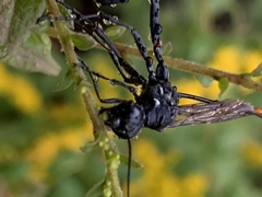 Ammophila urnaria