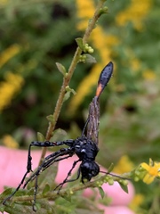 Ammophila urnaria