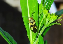 Oncopeltus unifasciatellus