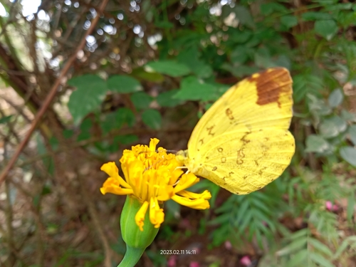 Three-spotted Grass Yellow
