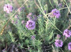 Thymus pallasianus