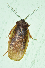 Homoeogamia mexicana