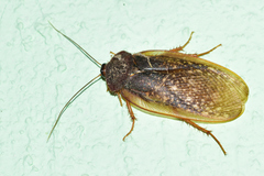 Homoeogamia mexicana