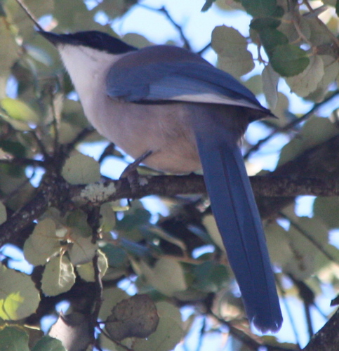 Cyanopica cooki
