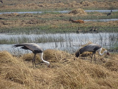 Bugeranus carunculatus