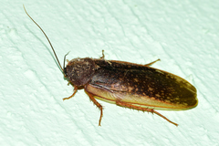 Homoeogamia mexicana