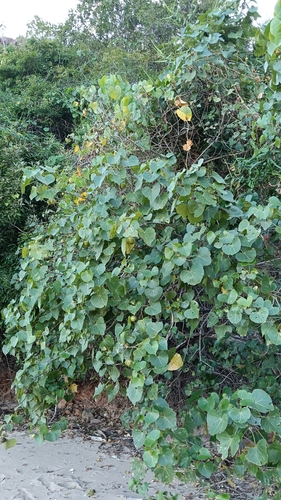 Thespesia populneoides (Thespesia populneoides)