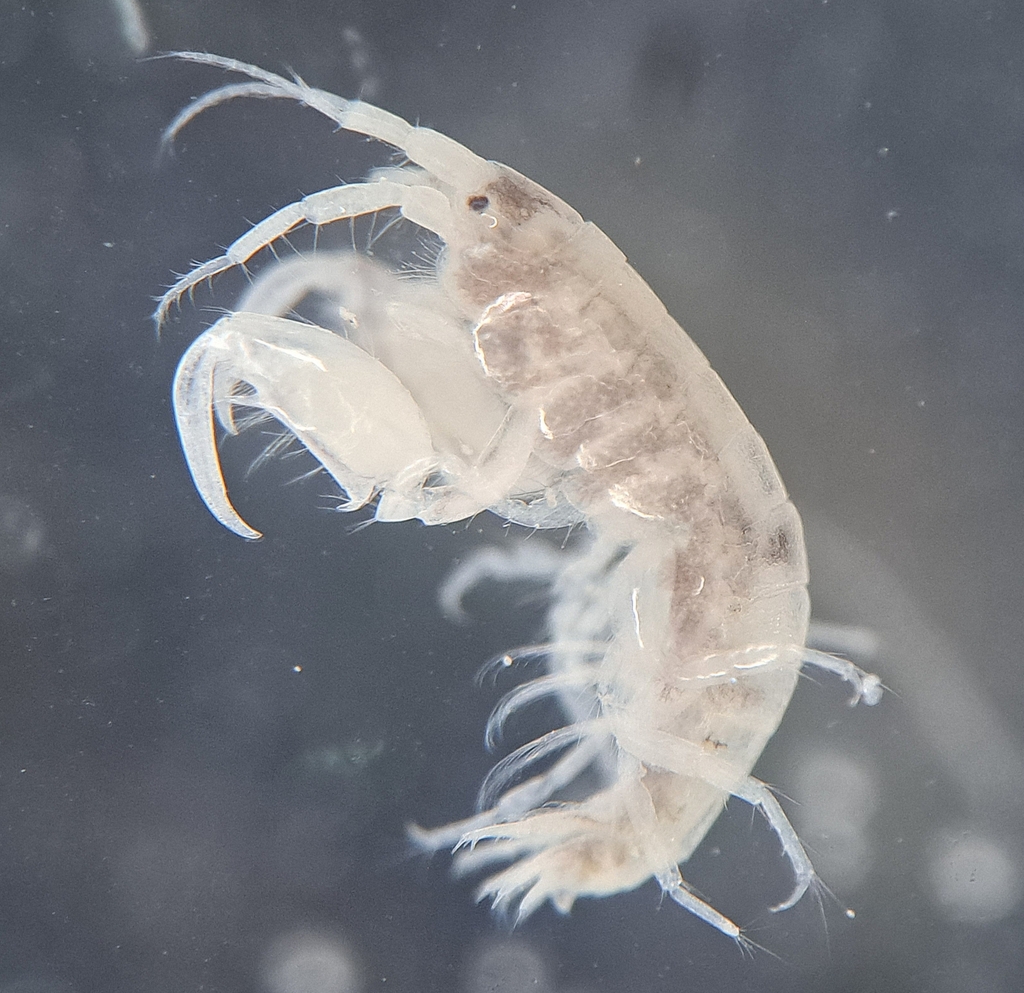Microprotopoidea