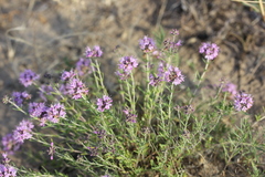 Thymus pallasianus