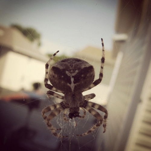 Cat-faced Orbweaver