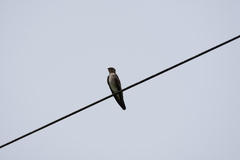 Stelgidopteryx ruficollis