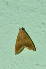 Trischistognatha pyrenealis