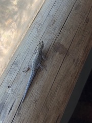 Lygodactylus chobiensis