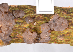 Exidia novozealandica