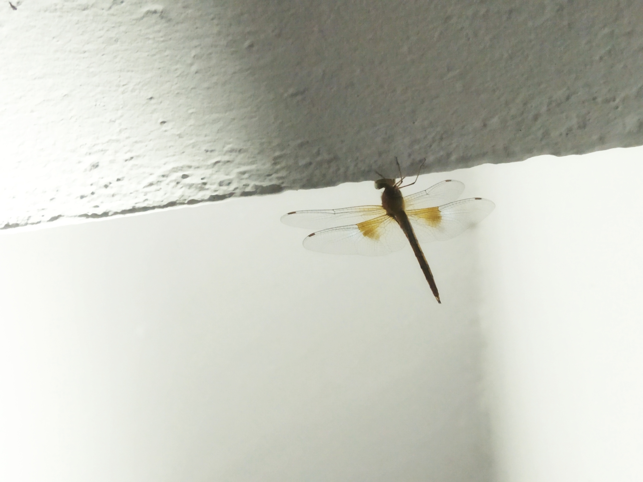 Coral-Tailed Cloudwing