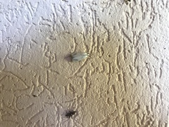 Dichogama redtenbacheri